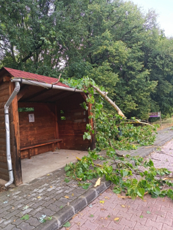 Kidőlt fa