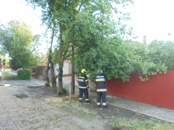 Fát vágnaka tűzoltók