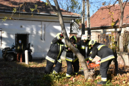 fa kidöntése csapatmunkával