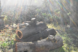 elkorhadt fák összerakva