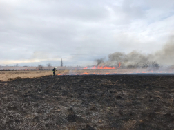Száraz növényzetet olt szikracsapóval a tűzoltó
